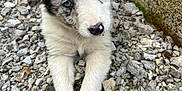 Awaï a rejoint le concours — aidez-le/la à gagner de superbes lots ! puppy, dog, blue_eyes, rocks, stick, outdoor, fur, cute, animal, pet, white_fur, black_spots, small_paws, nature, young_dog, laying_down, ground, close_up, adorable, curious