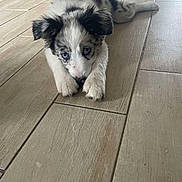 Awaï a rejoint le concours — aidez-le/la à gagner de superbes lots ! puppy, dog, blue_eyes, fur, floor, wooden_floor, laying_down, cute, pet, animal, indoor, young_dog, black_and_white, ears, nose, paws, looking_at_camera, resting, adorable, domestic_animal