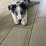 puppy, dog, blue_eyes, fur, floor, wooden_floor, laying_down, cute, pet, animal, indoor, young_dog, black_and_white, ears, nose, paws, looking_at_camera, resting, adorable, domestic_animal