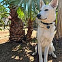 Taiga a rejoint le concours — aidez-le/la à gagner de superbes lots ! dog, white_dog, sitting, leash, collar, outdoor, sunlight, shade, palm_tree, tree_trunk, nature, animal, pet, fur, ears, snout, paw, ground, daylight, serene