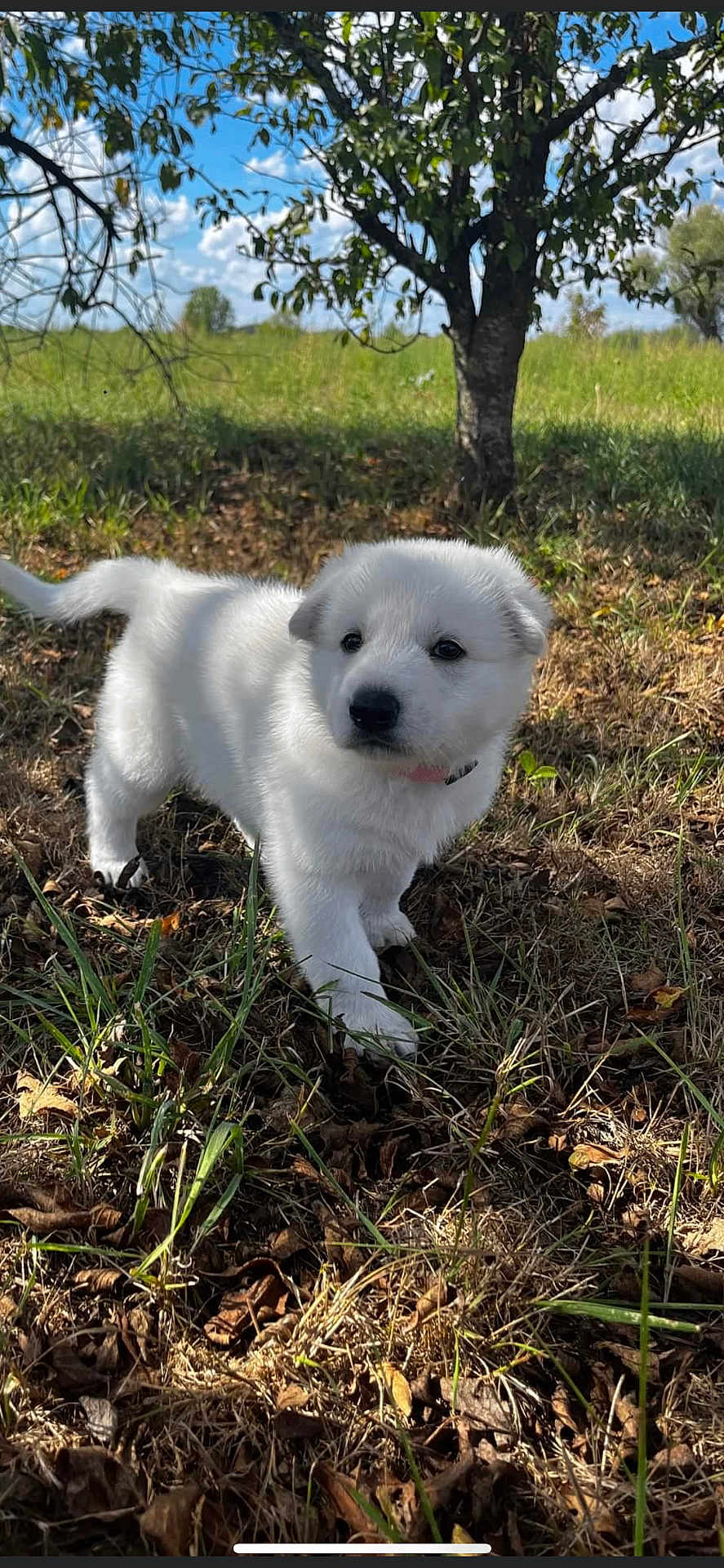 Taiga a rejoint le concours — aidez-le/la à gagner de superbes lots ! puppy, dog, white_fur, grass, tree, outdoor, nature, sunlight, animal, pet, young, curious, leaf, daylight, small, cute, fur, canine, field, collar