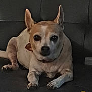 Annie is registered to the contest to win money with this photo: dog, pet, indoor, couch, small_dog, brown_and_white, ears, looking_at_camera, resting, domestic_animal, canine, animal, fur, snout, paw, companion, household, relaxed, portrait, sitting