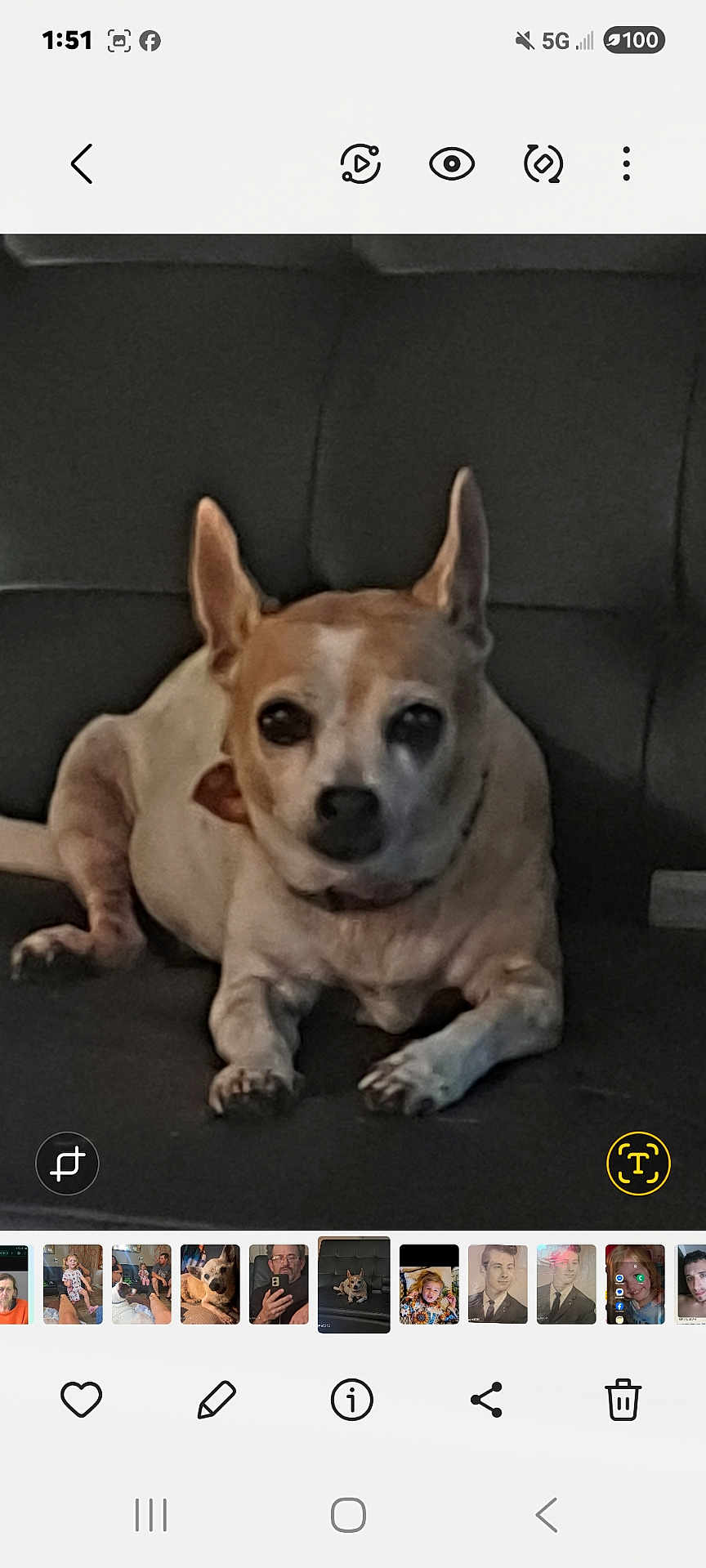 Annie is registered to the contest to win money with this photo: dog, pet, indoor, couch, small_dog, brown_and_white, ears, looking_at_camera, resting, domestic_animal, canine, animal, fur, snout, paw, companion, household, relaxed, portrait, sitting