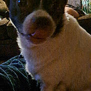 Ranger joined the competition — help win amazing prizes! dog, pet, indoor, close_up, ears, blanket, furniture, dim_lighting, cozy, animal, brown, white, sitting, canine, companion, household, blurred, shadow, wooden_wall, relaxed