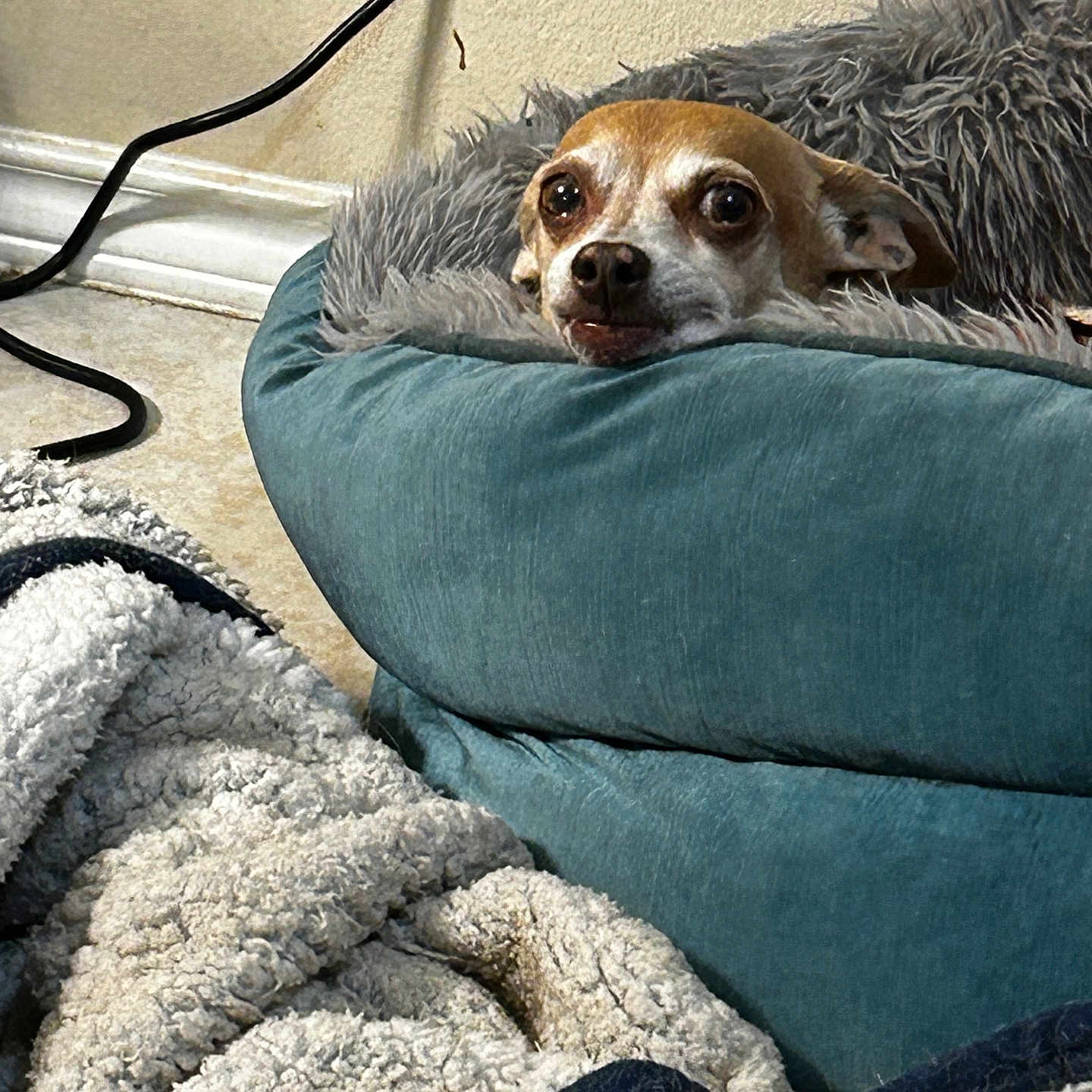 Lavish is registered to the contest to win money with this photo: animal, blanket, brown_dog, comfort, cozy, cute, dog, ears, eyes, floor, fur, home, indoor, looking, nose, pet_bed, relaxed, resting, small_dog, white_fur