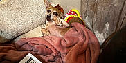 Lavish is registered to the contest to win money with this photo: dog, blanket, indoor, cushion, wall, toy, claw_machine, pink_blanket, curious, small_dog, cozy, resting, fur, ears, paws, soft_texture, home, relaxed, pet, animal