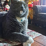 Chico is registered to the contest to win money with this photo: blue_bell, cat, christmas_tree, collar, crossed_paws, decoration, fairy_lights, fur, gray_cat, holiday, indoor, living_room, ornaments, pet, portrait, quilt, sofa, whiskers, white_paws, wooden_table
