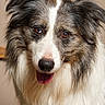 dog, border_collie, long_hair, fluffy, black_and_white, brown, portrait, close_up, face, eyes, nose, tongue, open_mouth, looking_at_camera, pet, animal, fur, symmetrical, indoor, beige_background