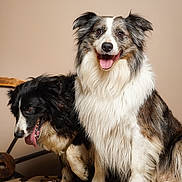 Pixel a rejoint le concours — aidez-le/la à gagner de superbes lots ! dogs, border_collie, two_dogs, fluffy, long_hair, black_and_white, brown_and_white, pet, animal, portrait, indoors, sitting, happy, smiling, tongue_out, fur, collar, blanket, cow_print, home
