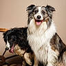 dogs, border_collie, two_dogs, fluffy, long_hair, black_and_white, brown_and_white, pet, animal, portrait, indoors, sitting, happy, smiling, tongue_out, fur, collar, blanket, cow_print, home