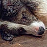 dog, scruffy_dog, sleeping, lying_down, shaggy_fur, long_hair, brown_fur, white_paw, black_nose, close_up, pet, animal, indoors, wooden_floor, resting, relaxed, tired, floppy_ears, snout, portrait