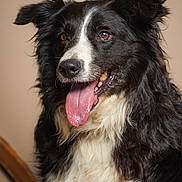 Ruby a rejoint le concours — aidez-le/la à gagner de superbes lots ! dog, border_collie, black_and_white, fluffy, long_hair, portrait, close_up, tongue_out, smiling, happy, playful, pet, animal, canine, indoor, wooden_chair, beige_background, white_chest, upright, studio_lighting