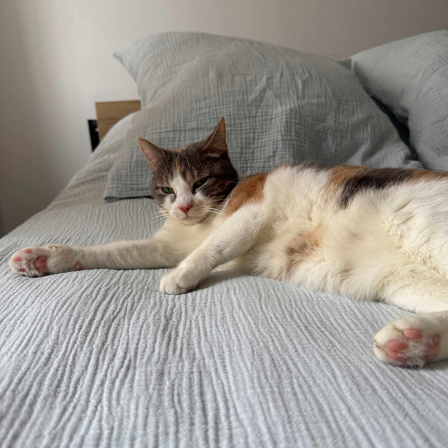 Nala a rejoint le concours — aidez-le/la à gagner de superbes lots ! abyssinian, animal, bed, bedroom, blanket, cat, couch, cushion, furniture, homedecor, indoors, interiordesign, kitten, linen, manx, person, pet, pillow, quilt, room