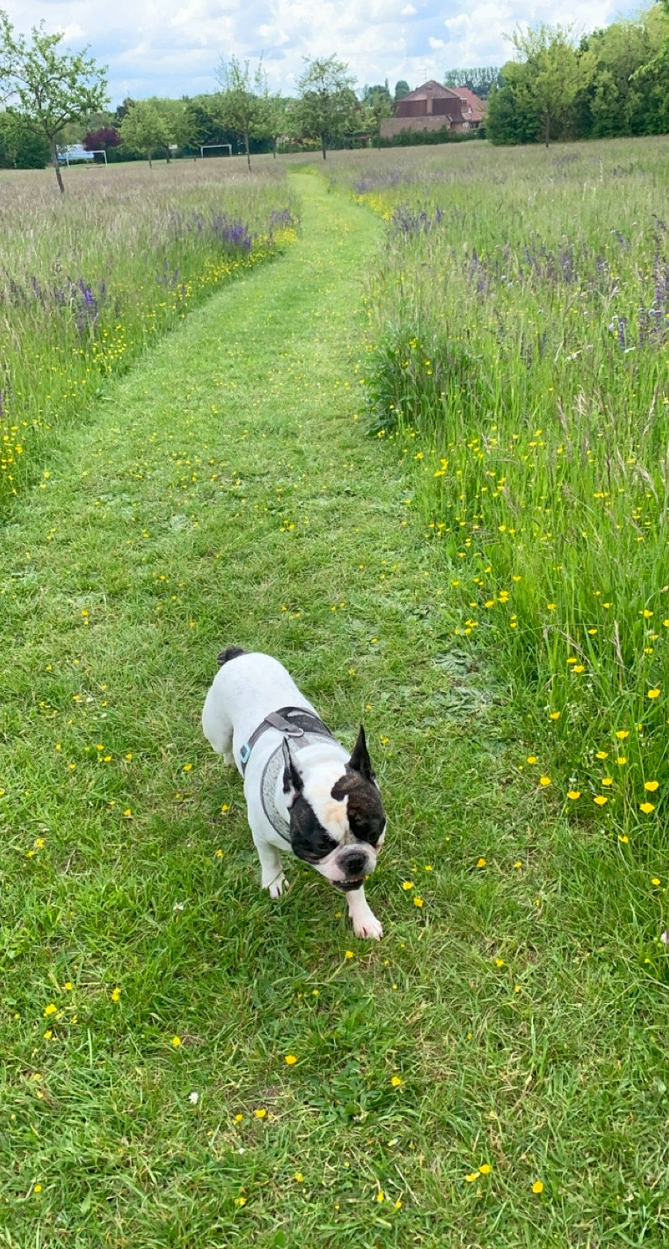 Bouly a rejoint le concours — aidez-le/la à gagner de superbes lots ! canidae, carnivore, companion_dog, dog, dog_breed, fawn, field, flower, grass, grass_family, grassland, green, groundcover, pasture, plant, prairie, shrub, sporting_group, tail, tree