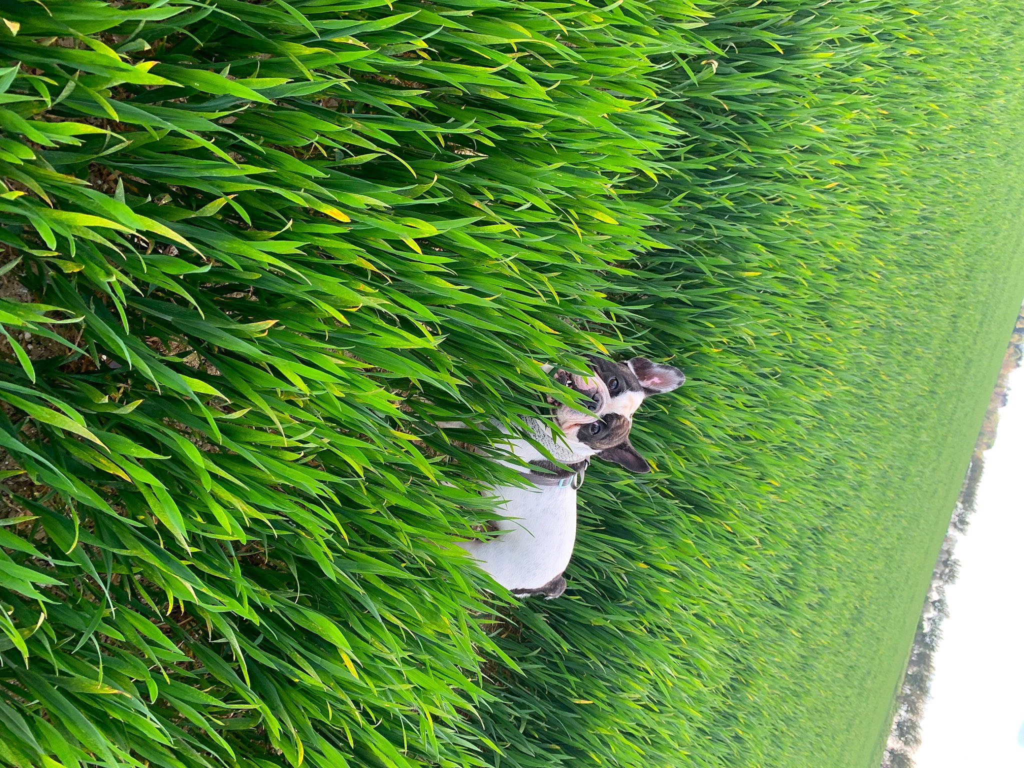 Bouly a rejoint le concours — aidez-le/la à gagner de superbes lots ! aquatic_plant, conifer, evergreen, flowering_plant, grass, grass_family, grassland, groundcover, hedge, landscape, natural_landscape, people_in_nature, plant, shrub, sky, terrestrial_plant, tree, trunk, water, woody_plant