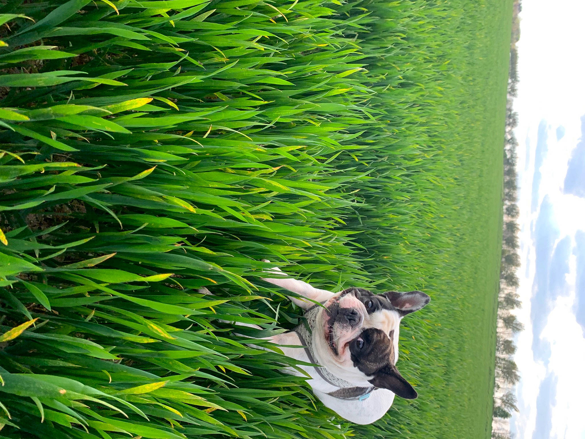Bouly participe au concours pour gagner de l'argent avec cette photo : arecales, cloud, evergreen, fawn, grass, green, groundcover, landscape, leaf, organism, plant, shrub, sky, terrestrial_plant, tree, trunk, vegetation, wood, woody_plant, working_animal