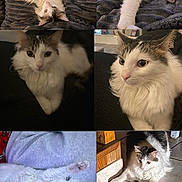 Vanille participe au concours pour gagner de l'argent avec cette photo : cat, white_cat, tabby, long_hair, paws, whiskers, sleeping, stretched_out, collage, blanket, couch, indoors, closeup, portrait, floor_tiles, toy_mouse, relaxed, curious, fluffy, playful