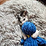 kitten, cat, plush_toy, blue_toy, stuffed_animal, fuzzy_blanket, shaggy_rug, cozy, paws, whiskers, toy, indoor, wood_floor, pet, playful, close_up, soft_texture, cuddling, sleeping, cute