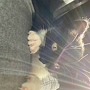 Luna participe au concours pour gagner de l'argent avec cette photo : carnivore, cat, denim, domestic_short_haired_cat, dress, eye, felidae, foot, fur, gesture, grass, hand, head, human_leg, leg, small_to_medium_sized_cats, snout, tail, tree, whiskers