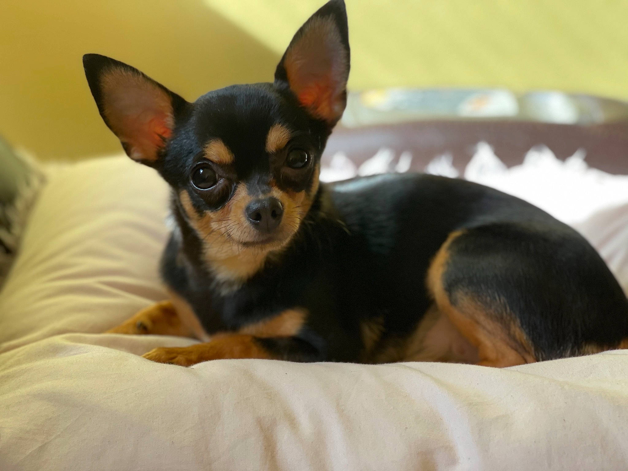 Isla joined the competition — help win amazing prizes! canidae, carnivore, chihuahua, comfort, companion_dog, dog, dog_breed, ear, eye, fawn, fur, pinscher, prazsky_krysarik, russkiy_toy, sporting_group, tableware, terrestrial_animal, toy_dog, whiskers, working_animal