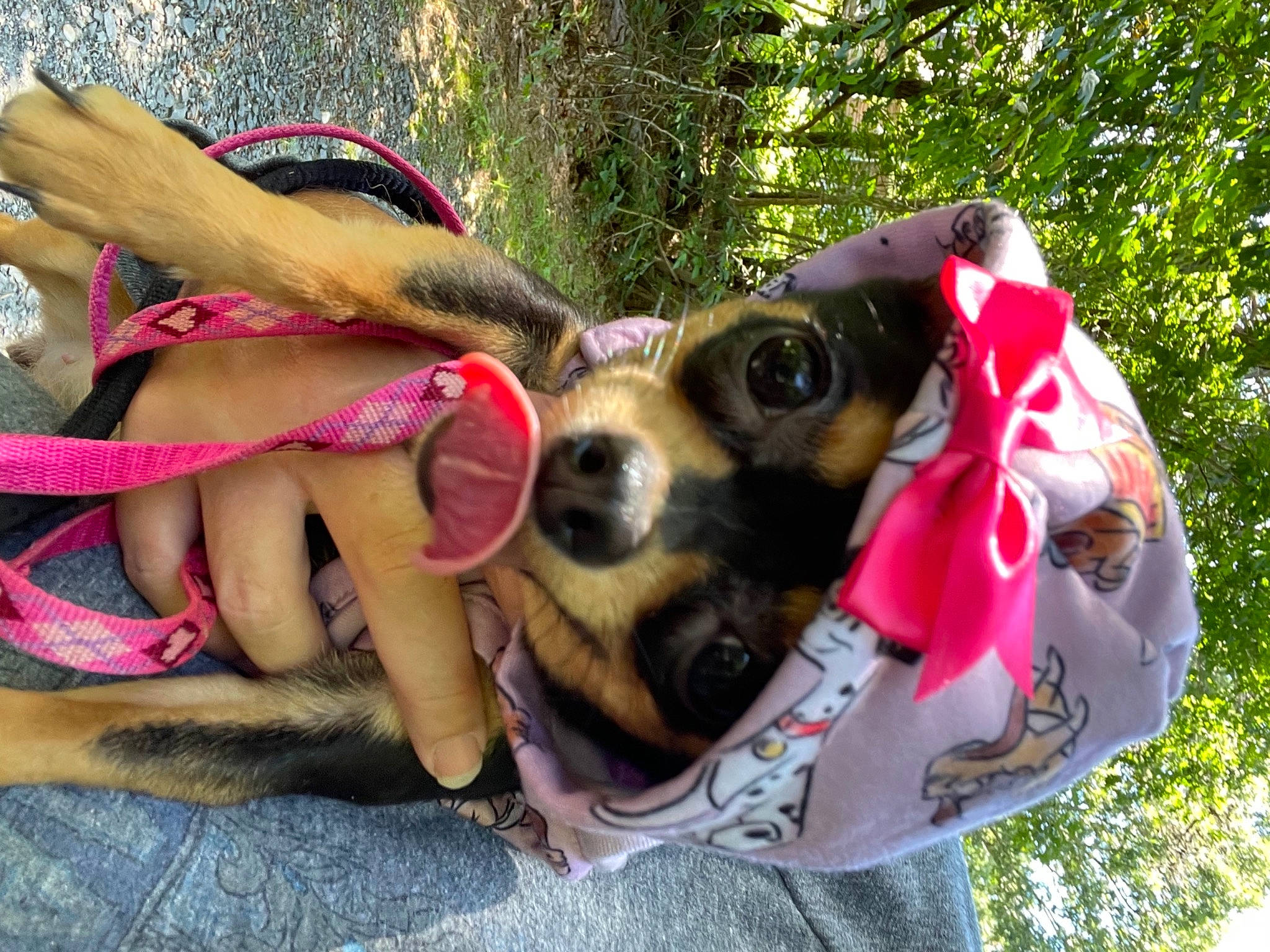 Isla joined the competition — help win amazing prizes! canidae, carnivore, companion_dog, dog, dog_breed, eyewear, fashion_accessory, fawn, fun, grass, leisure, personal_protective_equipment, pink, plant, recreation, snout, sporting_group, sunglasses, tree, working_animal