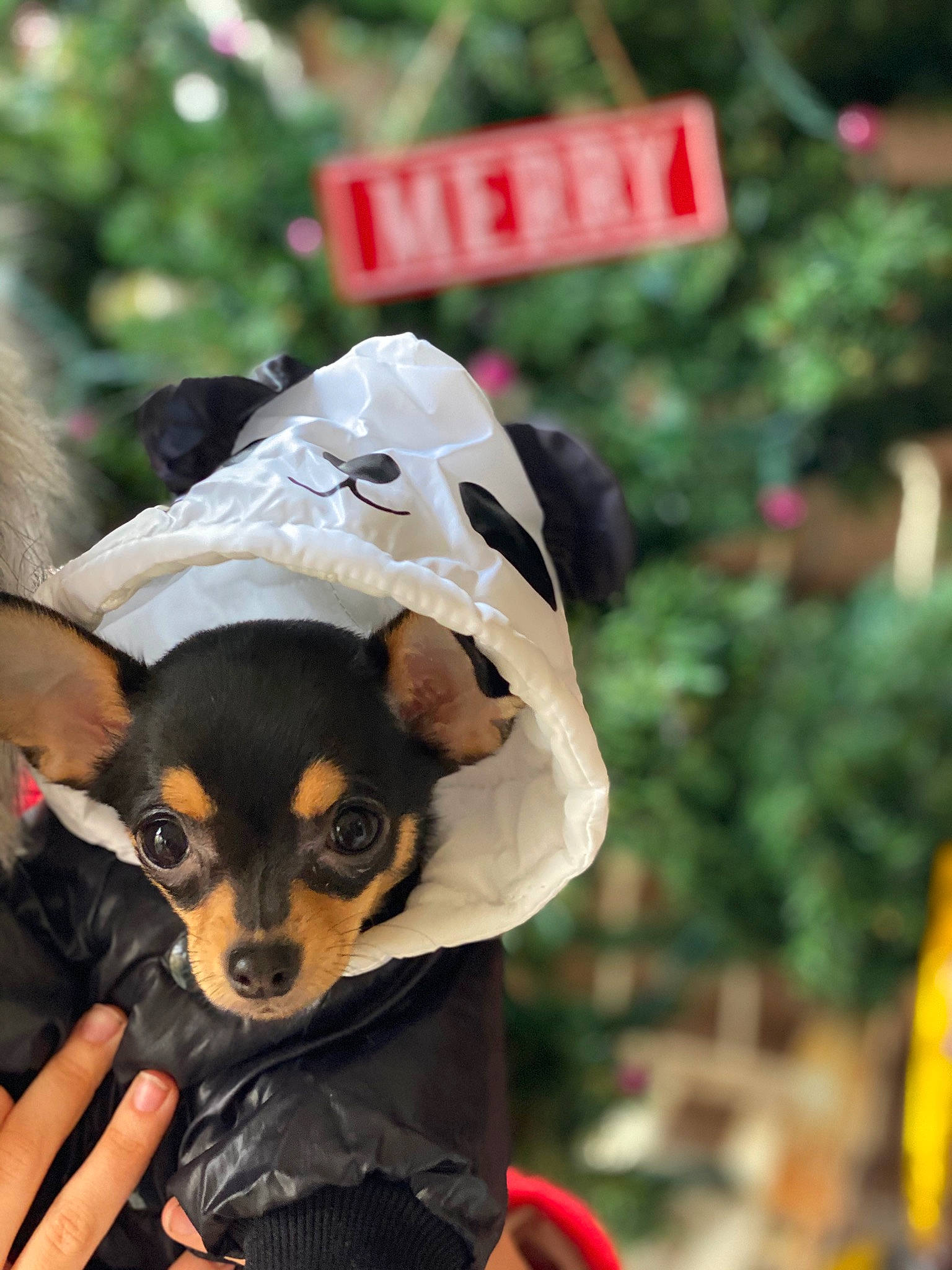 Isla joined the competition — help win amazing prizes! carnivore, companion_dog, costume, dog, dog_breed, dog_supply, event, eyewear, fashion_accessory, fawn, fur, hat, personal_protective_equipment, snout, sporting_group, toy_dog, whiskers, working_animal, working_dog