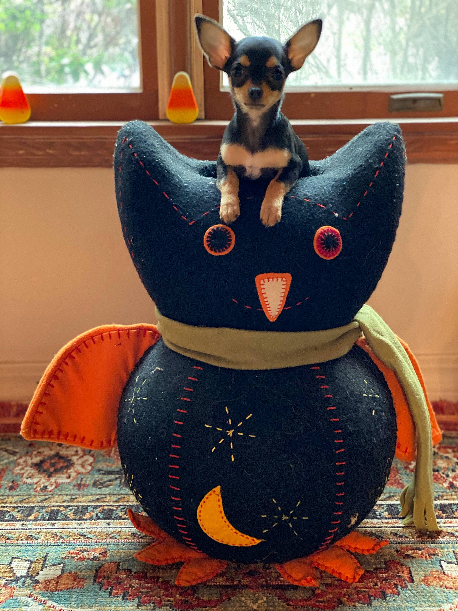 Isla is registered to the contest to win money with this photo: art, artifact, calabaza, companion_dog, dog_breed, dog_supply, fawn, fictional_character, fun, fur, orange, personal_protective_equipment, plant, recreation, sitting, sunglasses, terrestrial_animal, toy_dog, whiskers, window