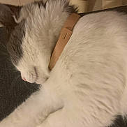 Hime a rejoint le concours — aidez-le/la à gagner de superbes lots ! cat, sleeping, white_fur, gray_fur, collar, pet, domestic_animal, closeup, feline, resting, indoor, fur, whiskers, animal, cute, relaxing, paw, mammal, soft, adorable