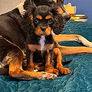 Basil is registered to the contest to win money with this photo: animal, bed, black, blanket, brown, companion, cozy, cute, dog, domestic, ears, face, friendship, fur, indoor, legs, pet, puppy, relaxing, white