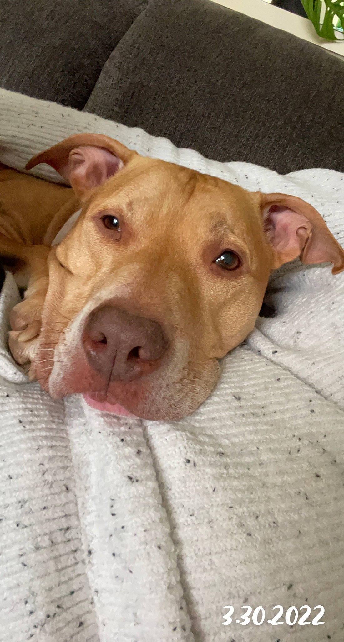 Max is registered to the contest to win money with this photo: canidae, carnivore, companion_dog, dog, dog_breed, dog_supply, fawn, fur, liver, non_sporting_group, pet_supply, puppy, scar, snout, sporting_group, street_dog, suidae, terrestrial_animal, whiskers, working_animal