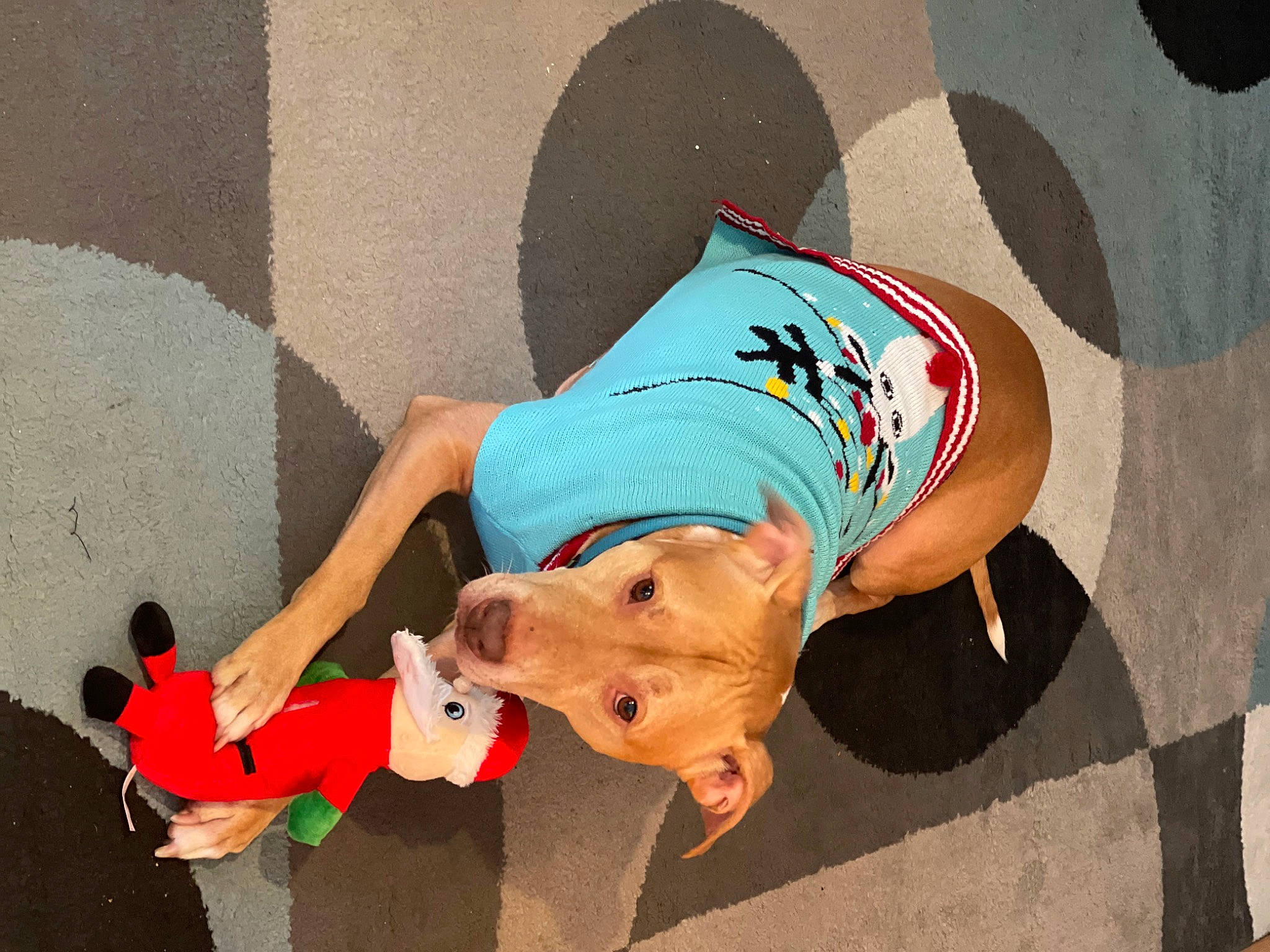 Max is registered to the contest to win money with this photo: carnivore, companion_dog, costume, dog, dog_breed, dress, eyewear, fashion_accessory, fawn, fun, hat, human_leg, knee, leisure, recreation, sitting, sunglasses, t_shirt, thigh, waist