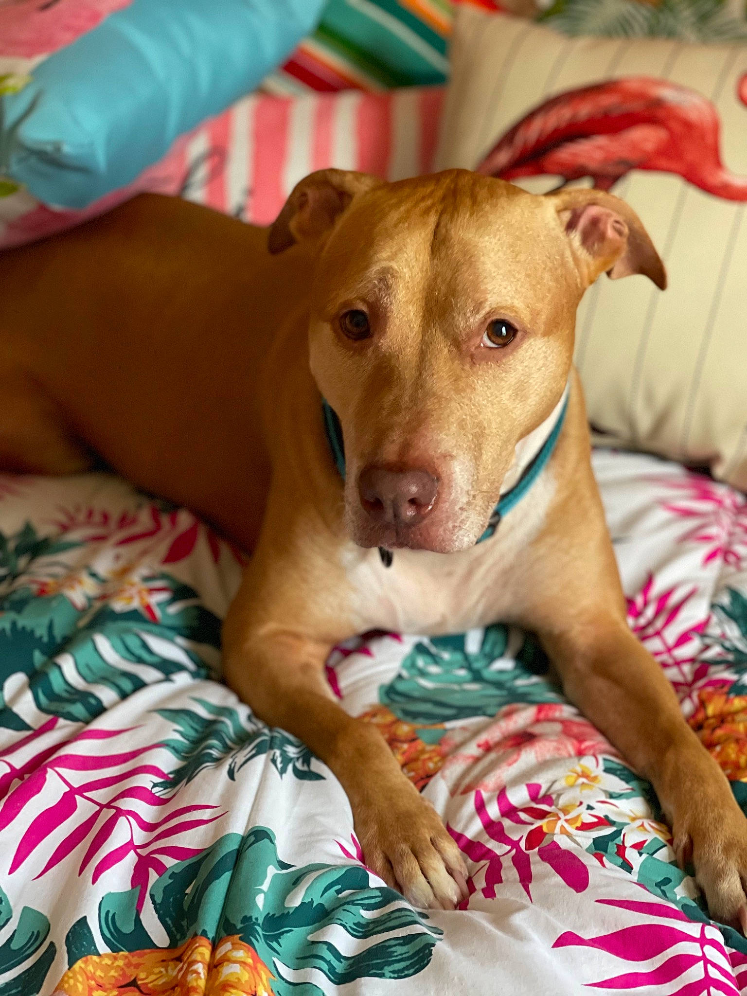 Max is registered to the contest to win money with this photo: carnivore, collar, comfort, companion_dog, dog, dog_breed, dog_collar, dog_supply, fawn, fur, guard_dog, linens, pattern, pet_supply, snout, sporting_group, terrestrial_animal, toy_dog, whiskers, working_animal