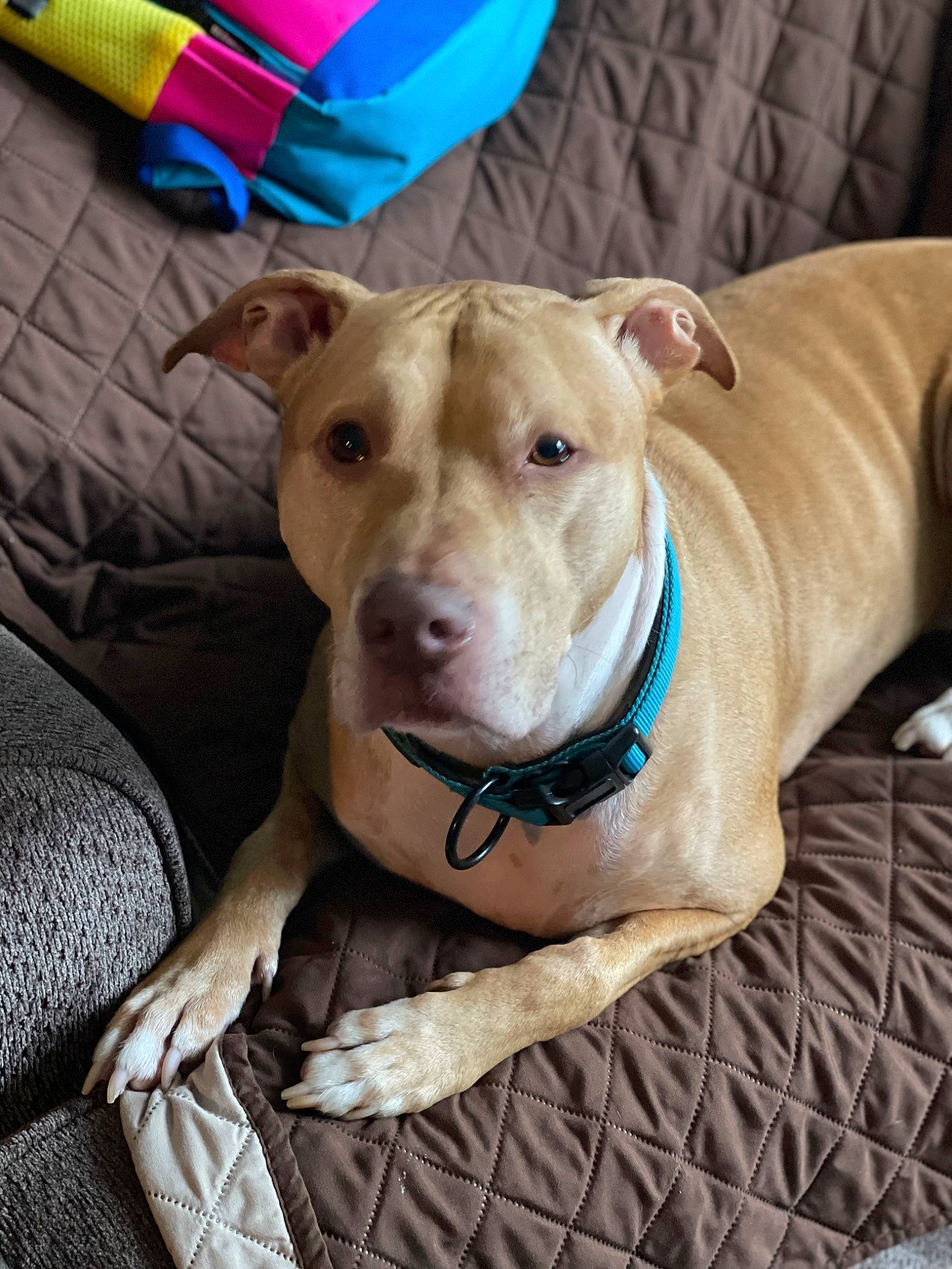 Max joined the competition — help win amazing prizes! canidae, carnivore, collar, comfort, companion_dog, dog, dog_breed, dog_collar, dog_supply, fawn, liver, non_sporting_group, pet_supply, plastic, snout, sporting_group, terrestrial_animal, whiskers, wood, working_animal