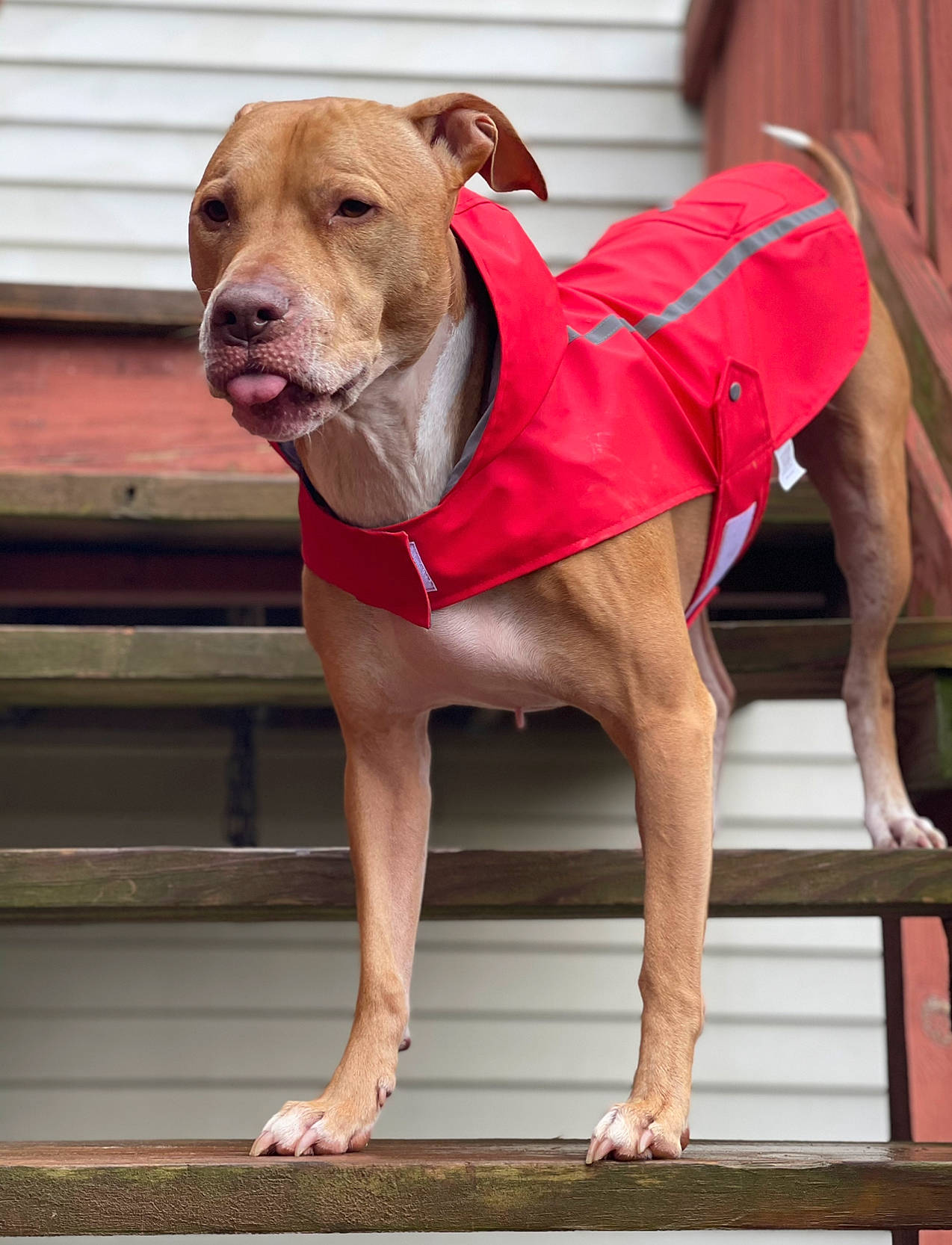 Max joined the competition — help win amazing prizes! ancient_dog_breeds, canidae, carnivore, collar, companion_dog, dog, dog_breed, dog_clothes, dog_collar, dog_supply, fawn, guard_dog, hunting_dog, leash, non_sporting_group, pet_supply, snout, sporting_group, working_animal, working_dog