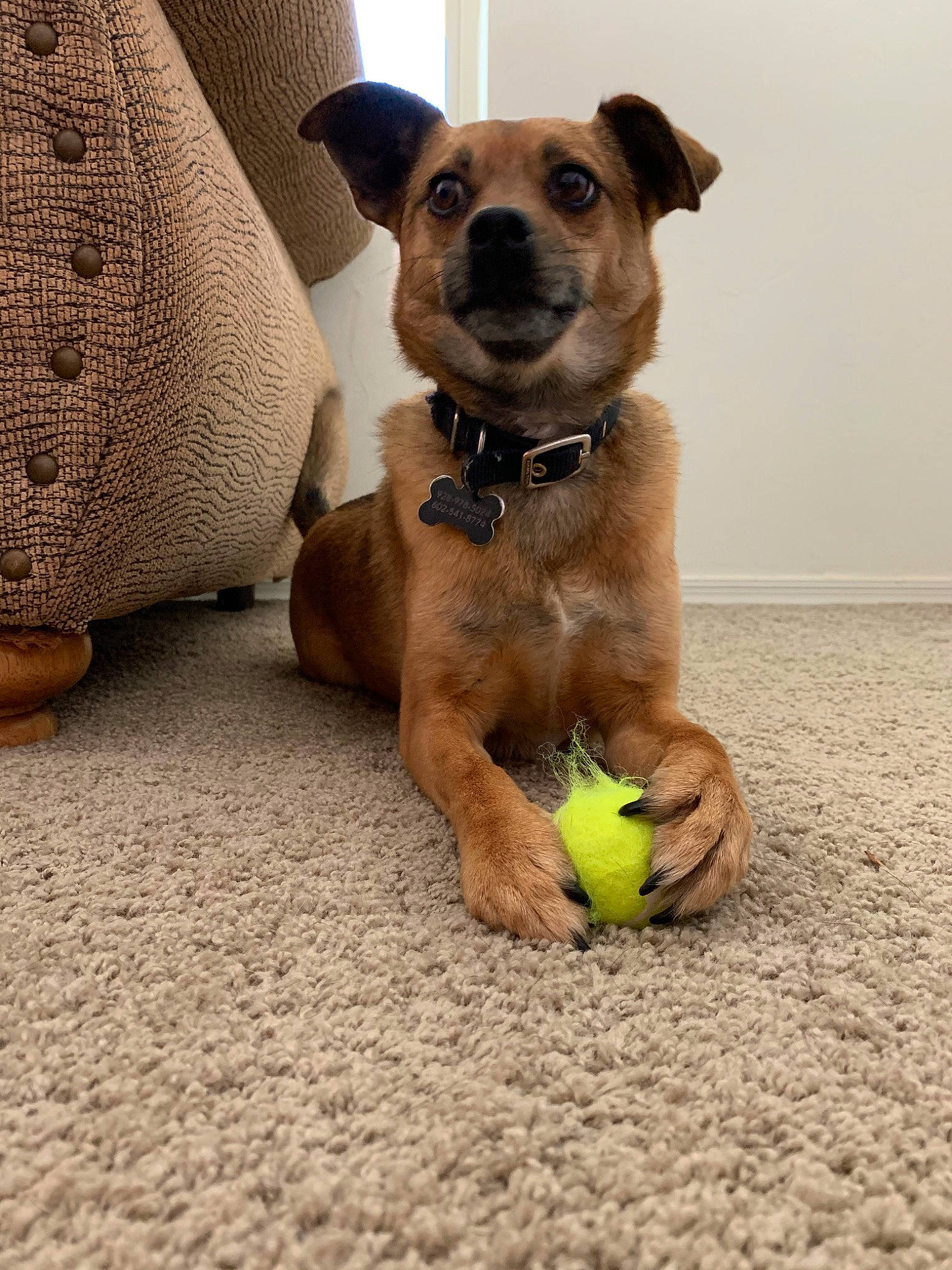 Dixie is registered to the contest to win money with this photo: ball, border_terrier, canidae, carlin_pinscher, carnivore, companion_dog, dog, dog_breed, dog_toy, fawn, mammal, potcake_dog, puggle, puppy, snout, sports_equipment, tennis_ball, vertebrate