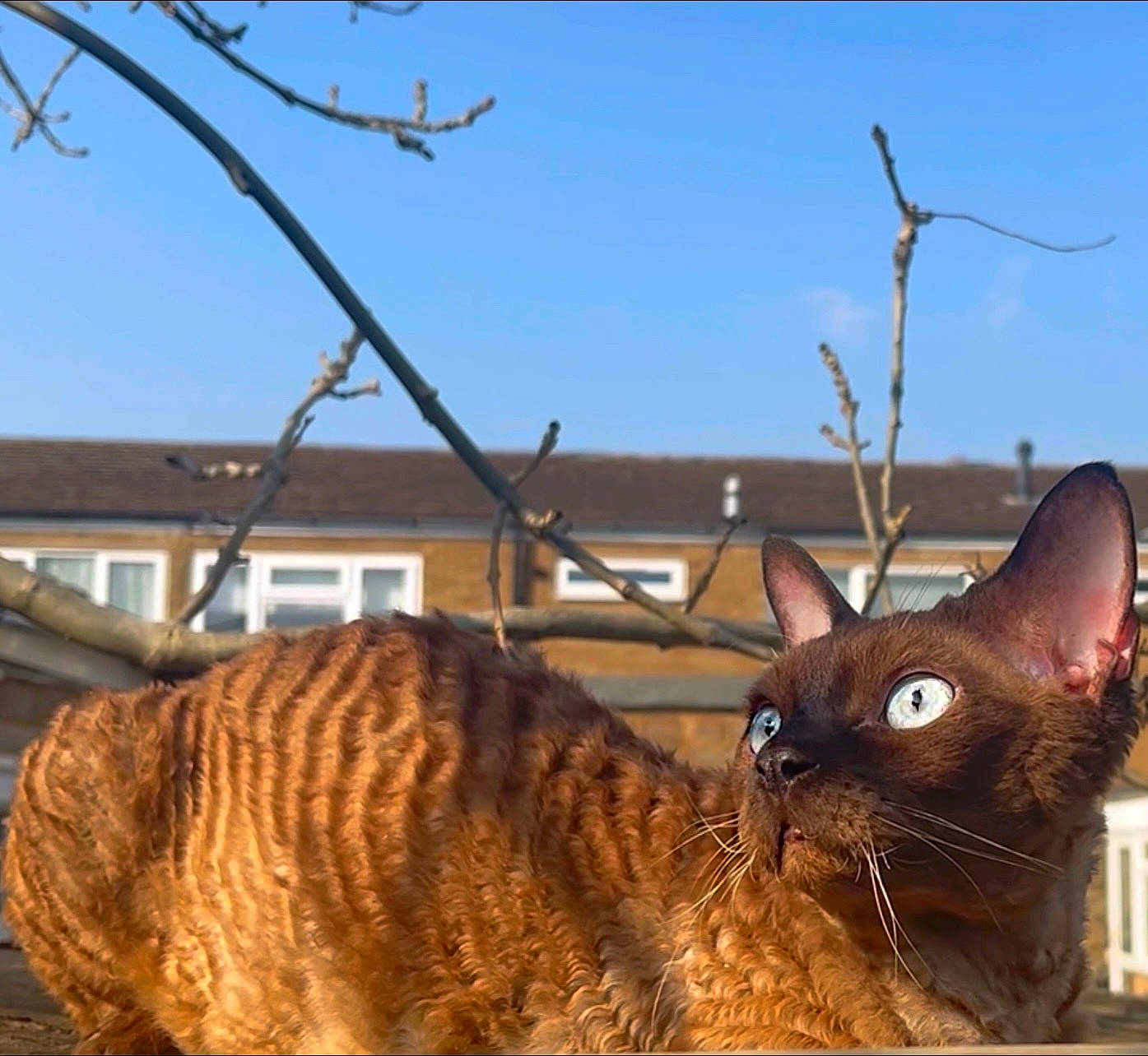 Meeko is registered to the contest to win money with this photo: building, carnivore, cat, domestic_short_haired_cat, fawn, felidae, fur, grass, plant, roof, sky, small_to_medium_sized_cats, snout, tail, terrestrial_animal, tree, twig, whiskers, window, wood