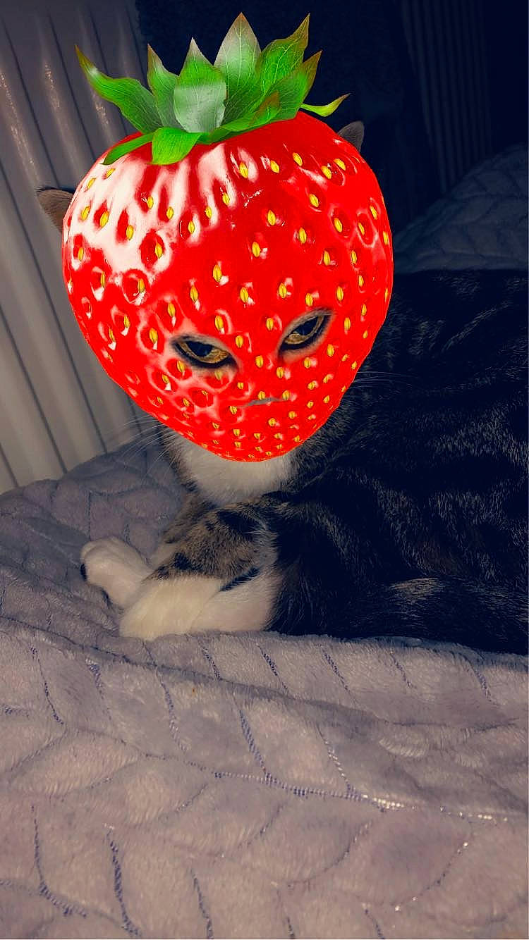 Narla is registered to the contest to win money with this photo: apple, art, calabaza, door, dress, eye, fruit, natural_foods, orange, pattern, plant, produce, pumpkin, snout, strawberries, strawberry, superfood, vegetable, whiskers, winter_squash