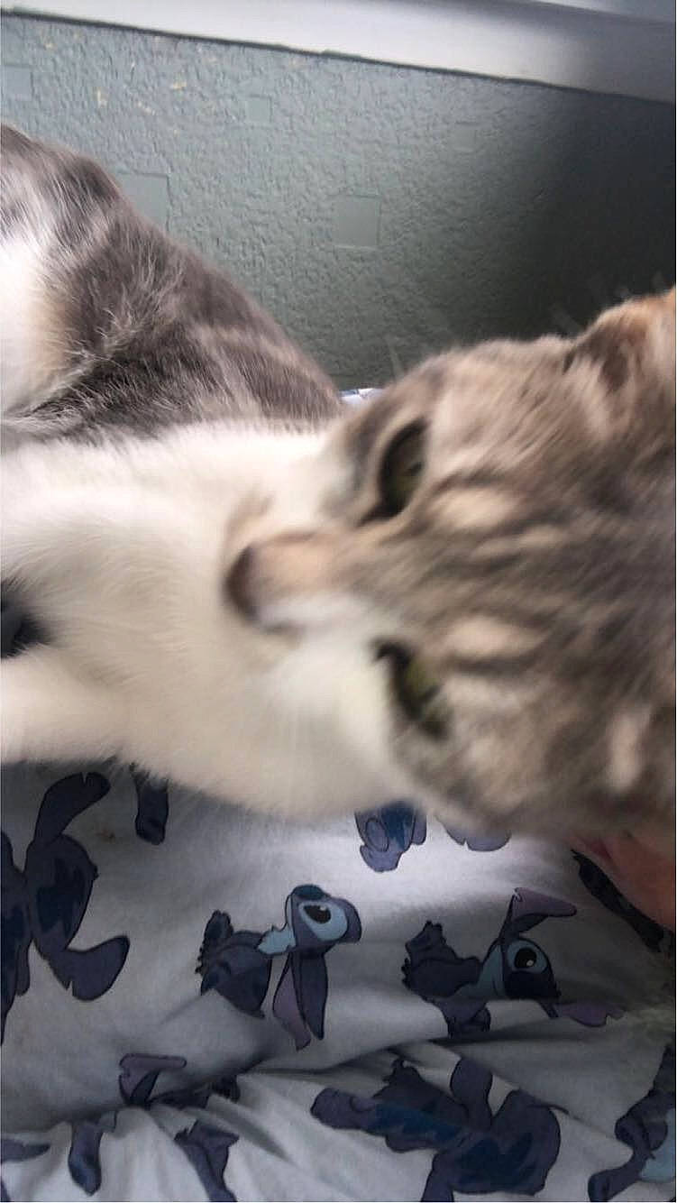 Rosie is registered to the contest to win money with this photo: art, carnivore, cat, cloud, comfort, domestic_short_haired_cat, felidae, fur, grey, monochrome, monochrome_photography, pattern, paw, photo_caption, room, sky, small_to_medium_sized_cats, snout, tail, whiskers