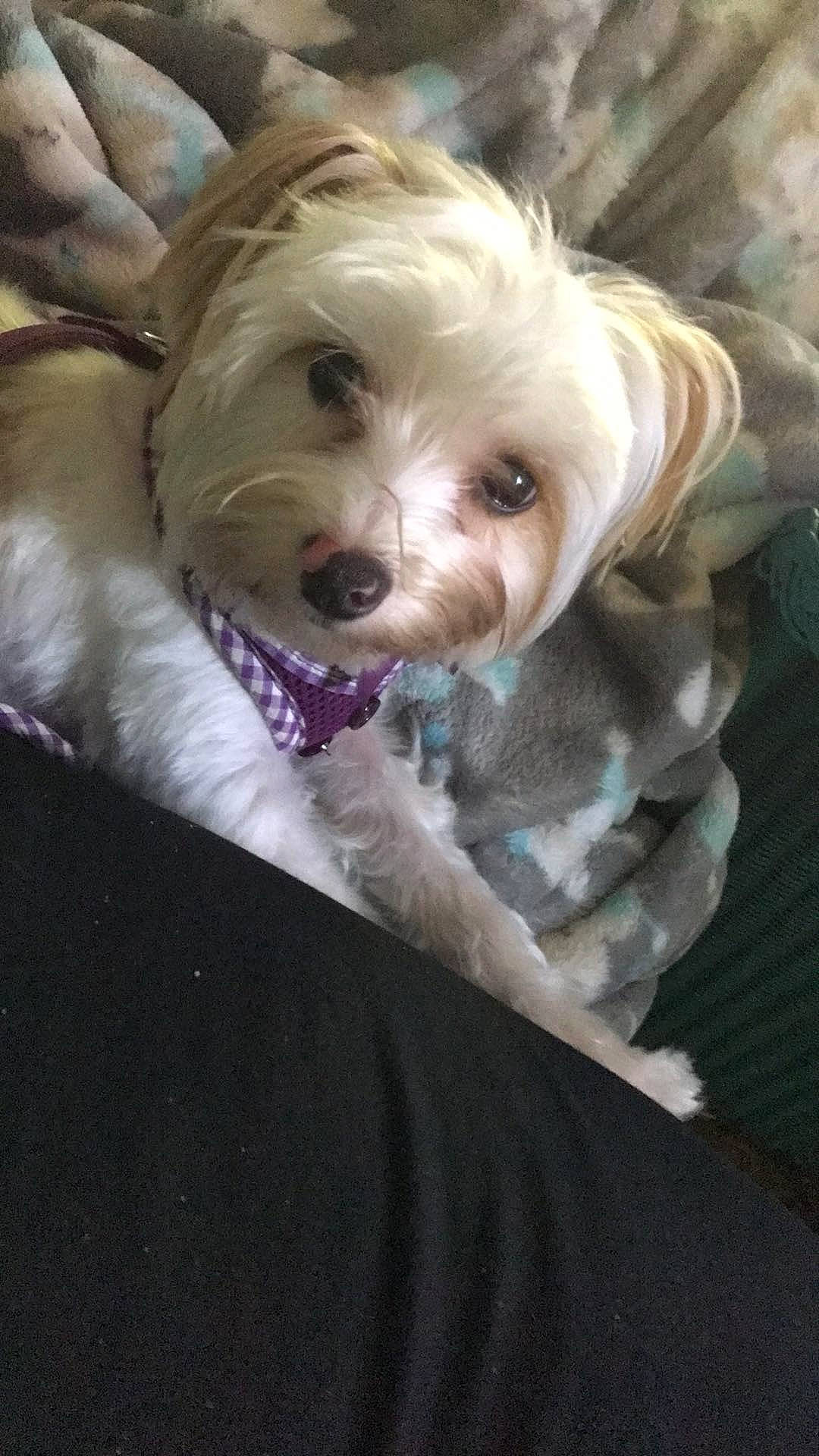 Carly joined the competition — help win amazing prizes! canidae, carnivore, cockapoo, companion_dog, dog, dog_breed, dog_collar, dog_supply, fang, fur, labradoodle, liver, non_sporting_group, small_terrier, snout, sporting_group, terrier, toy_dog, working_animal, yorkipoo