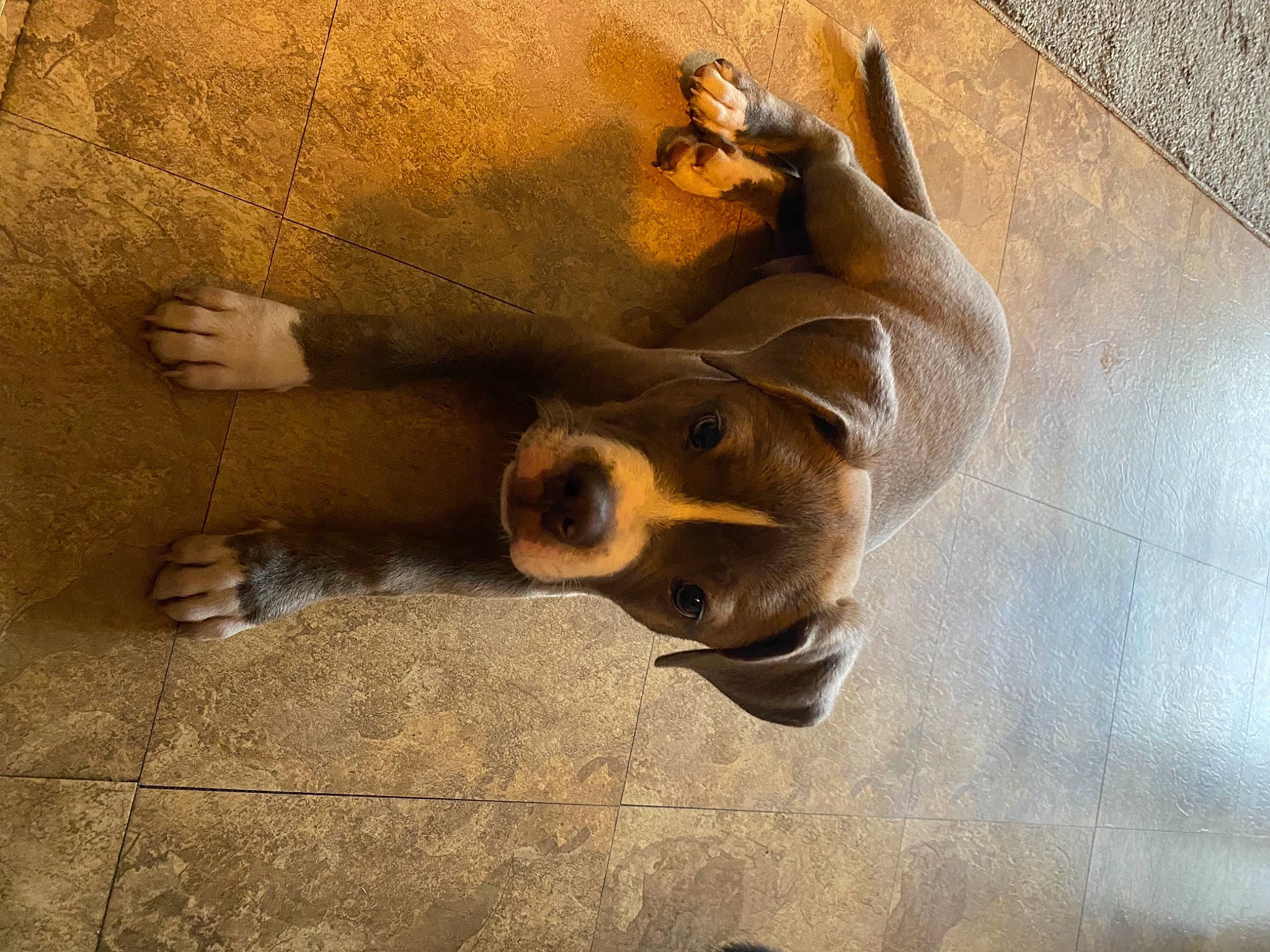 Nico The Pup joined the competition — help win amazing prizes! arch, art, carnivore, companion_dog, dog, dog_breed, fawn, floor, flooring, foot, human_leg, leg, metal, shadow, snout, sporting_group, terrestrial_animal, tints_and_shades, wood, working_animal