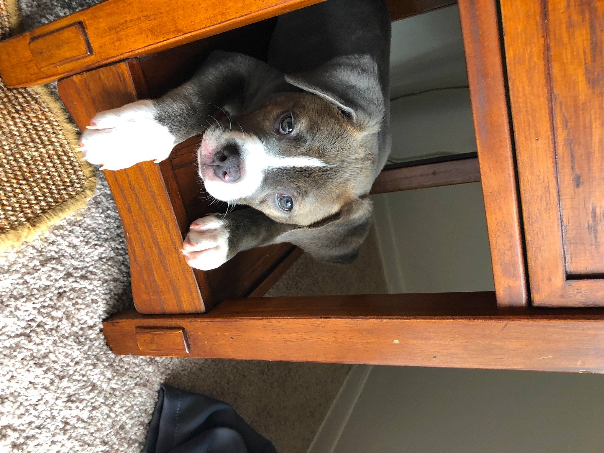 Nico The Pup is registered to the contest to win money with this photo: canidae, carnivore, comfort, companion_dog, dog, dog_breed, felidae, flooring, fur, furniture, hardwood, small_to_medium_sized_cats, snout, sporting_group, tail, varnish, whiskers, wood, wood_stain, working_animal