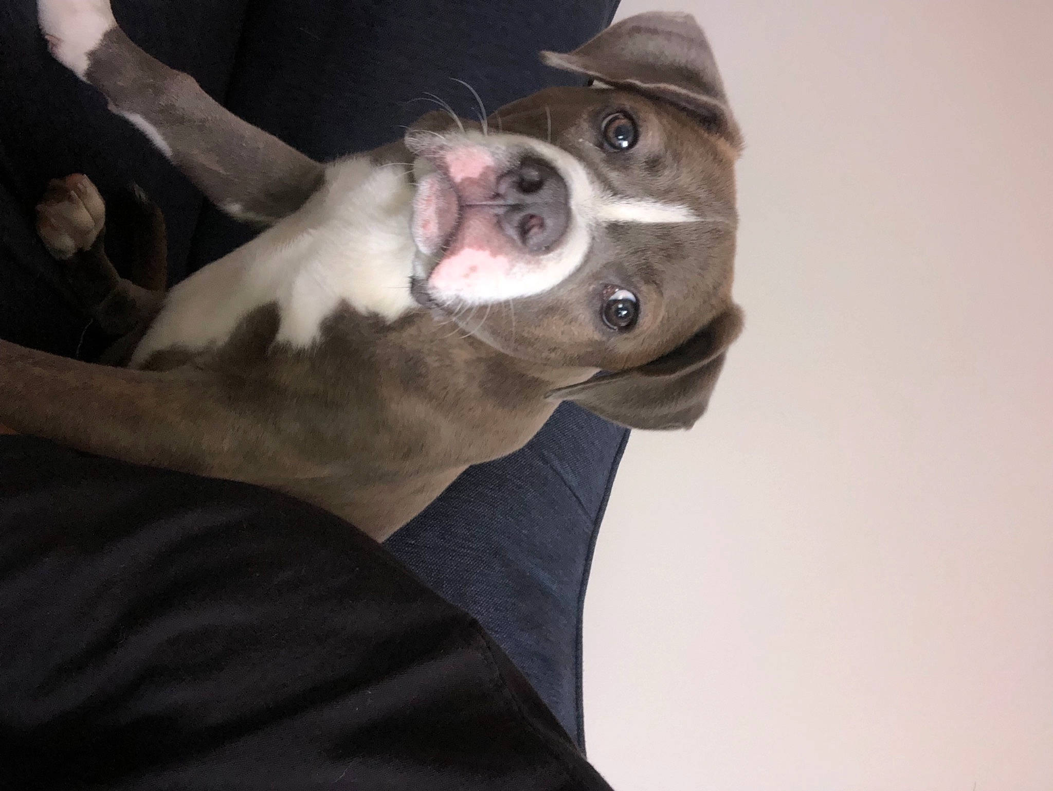 Nico The Pup joined the competition — help win amazing prizes! boston_terrier, canidae, carnivore, collar, comfort, companion_dog, dog, dog_breed, ear, fawn, fur, jaw, non_sporting_group, pit_bull, snout, sporting_group, whiskers, working_animal