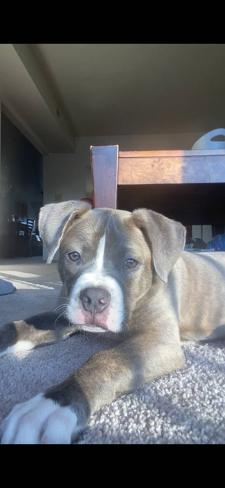 Nico The Pup is registered to the contest to win money with this photo: building, canidae, carnivore, companion_dog, dog, dog_breed, fawn, flooring, non_sporting_group, puppy, snout, sporting_group, whiskers, window, wood, working_animal