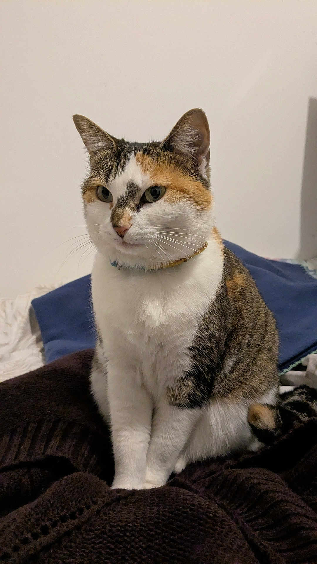 Shuri a rejoint le concours — aidez-le/la à gagner de superbes lots ! cat, calico, pet, animal, feline, domestic_cat, sitting, whiskers, fur, collar, blanket, pillow, indoor, cozy, looking_away, cute, calm, soft_lighting, tri_color, furniture