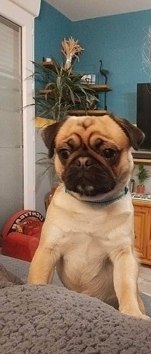 Sushi a rejoint le concours — aidez-le/la à gagner de superbes lots ! ancient_dog_breeds, cabinetry, canidae, carnivore, chair, companion_dog, dog, dog_breed, event, fawn, houseplant, non_sporting_group, picture_frame, pug, snout, sporting_group, toy_dog, whiskers, working_animal, wrinkle