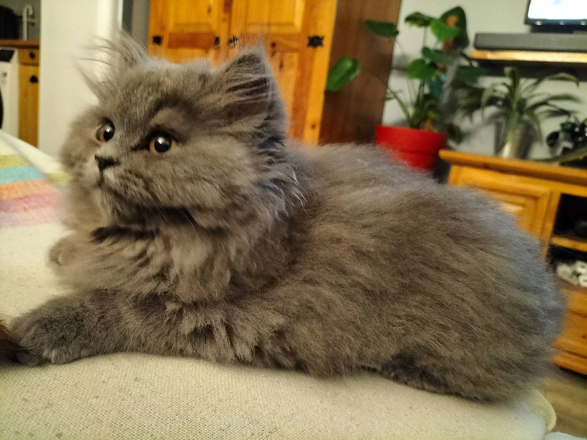 Tokyo participe au concours pour gagner de l'argent avec cette photo : british_longhair, carnivore, cat, claw, comfort, domestic_short_haired_cat, fawn, felidae, flowerpot, fur, grey, houseplant, paw, plant, small_to_medium_sized_cats, tail, terrestrial_animal, whiskers