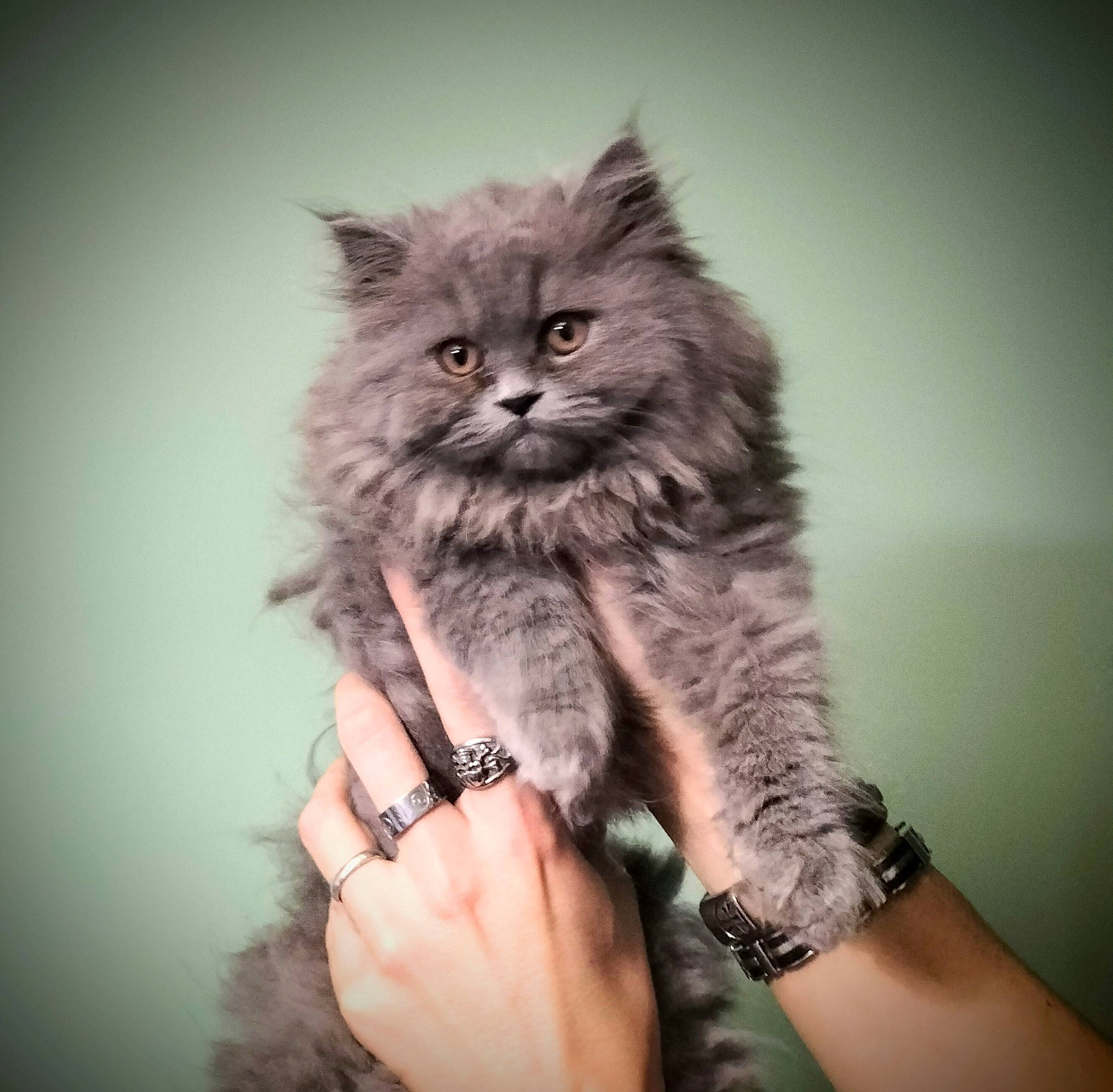 Tokyo a rejoint le concours — aidez-le/la à gagner de superbes lots ! bracelet, british_longhair, carnivore, cat, claw, felidae, fur, gesture, grey, jewellery, monochrome, monochrome_photography, nail, sitting, small_to_medium_sized_cats, snout, tail, terrestrial_animal, watch, whiskers