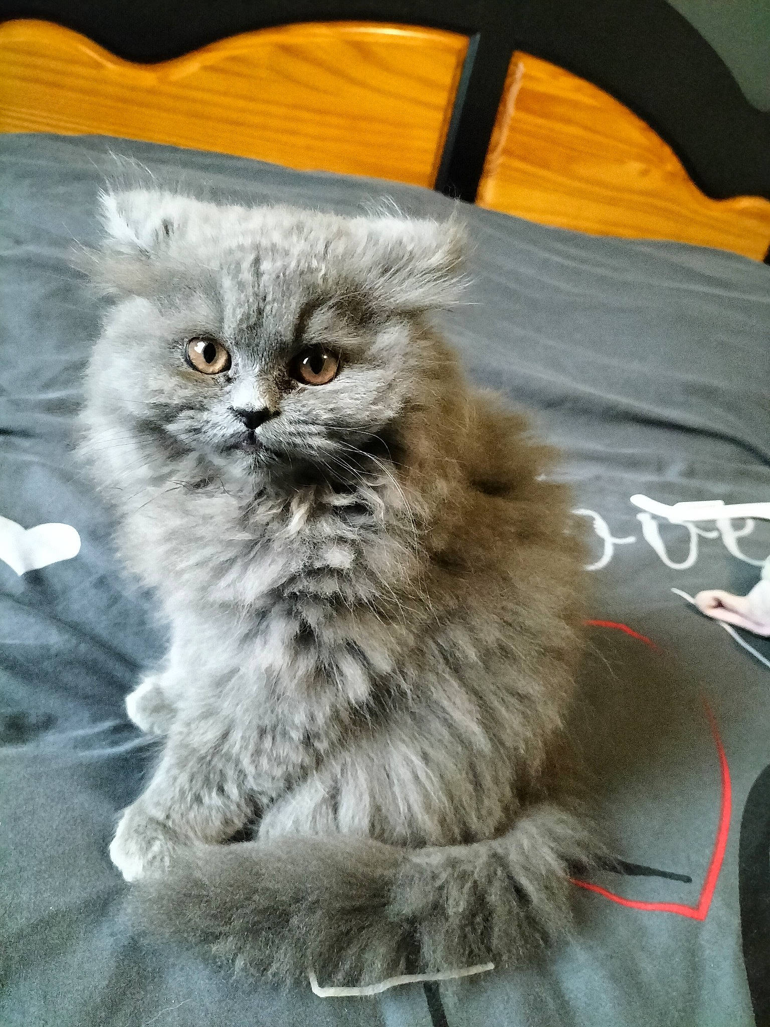 Tokyo participe au concours pour gagner de l'argent avec cette photo : british_longhair, carnivore, cat, claw, event, eye, fawn, felidae, fur, grey, paw, persian, photo_caption, plant, sitting, small_to_medium_sized_cats, snout, tail, terrestrial_animal, whiskers