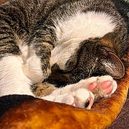 Vinnie joined the competition — help win amazing prizes! cat, sleeping, paw, fur, blanket, cozy, nap, animal, pet, tabby, white_fur, pink_paw, resting, indoor, closeup, relaxation, cute, warm, soft, comfort