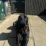 Riker joined the competition — help win amazing prizes! dog, black_dog, sunlight, outdoor, pet, collar, pavement, stone, resting, eyes_closed, shadow, brick_wall, wooden_gate, canine, animal, domestic_animal, summer, sunny, relaxed, front_paws